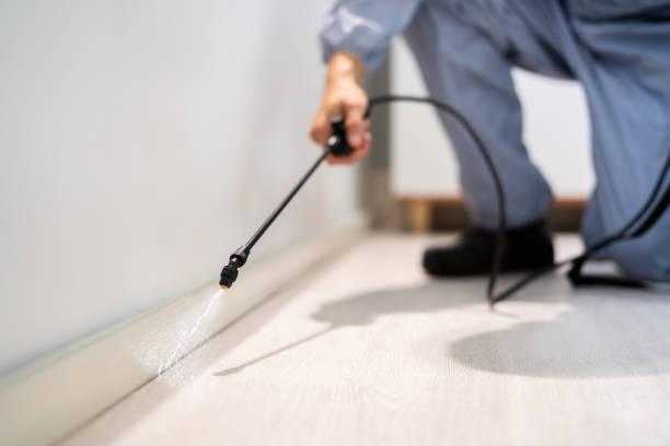 Licensed Wasp Removal service in Leland Grove, IL - Show Me Pest Control